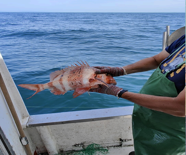foto pescado